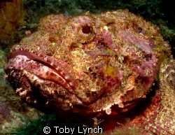 Scorpion Fish by Toby Lynch 